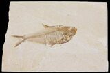 Diplomystus Fossil Fish - Wyoming #103527-1